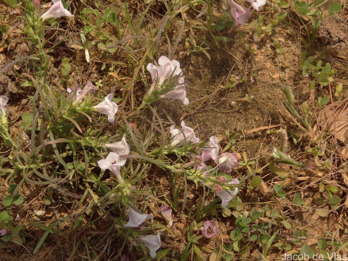 Parasopubia delphiniifolia (L.) H.-P.Hofm. & Eb.Fisch.